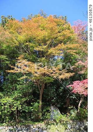 輝くカエデ 輝くカエデ 46130879