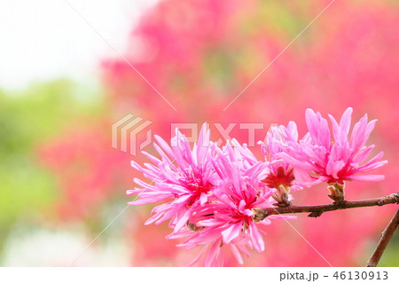 ハナモモ(菊桃) ハナモモ(菊桃) 46130913