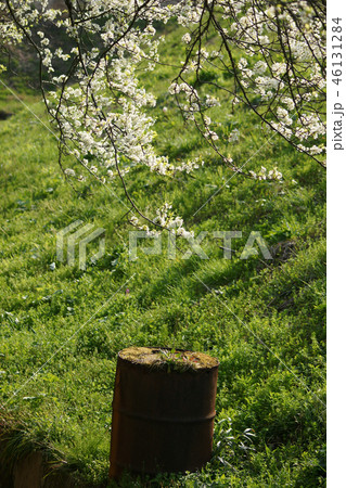 鳥取　四季の散歩　春　東光寺 46131284