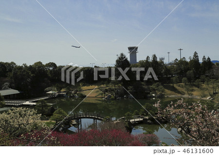 梅の花 三原市三景園の梅園の写真素材