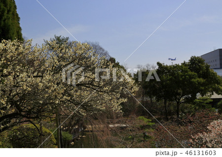 梅の花 三原市三景園の梅園 梅の花 三原市三景園の梅園 46131603