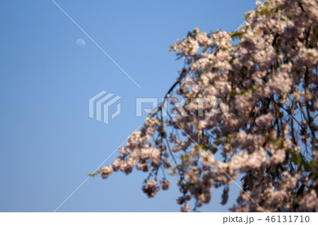 鳥取 四季の散歩 春 東光寺 鳥取 四季の散歩 春 東光寺 46131710