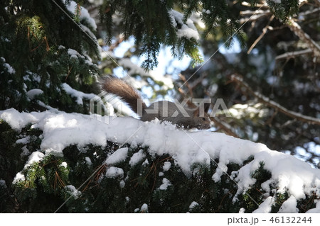 かわいいエゾリス かわいいエゾリス 46132244