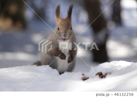 かわいいエゾリス かわいいエゾリス 46132256