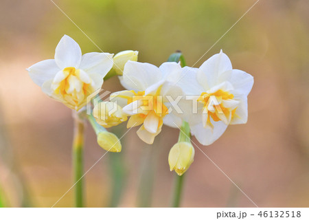 早春の伊豆で咲く可愛い八重咲き水仙の花のクローズアップの写真素材