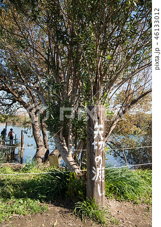 東京都内で現存する「矢切の渡し」　柴又側から乗船 46133012