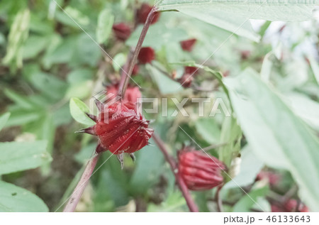 red roselle flowers 46133643