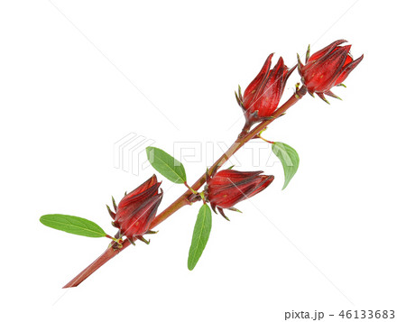 fresh roselle with leaf isolated on white fresh roselle with leaf isolated on white 46133683