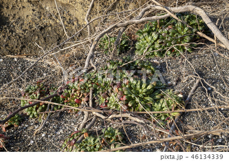 冬のハマボッス 46134339