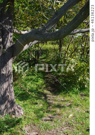 森の中の散歩道 46136223
