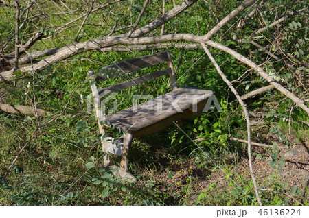 森の中のベンチ 森の中のベンチ 46136224