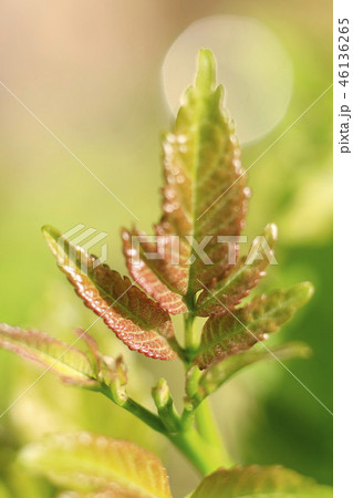 Take a close-up of the leaf  46136265