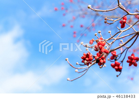 はなみずきの実、ハナミズキの実、木の実 46138433