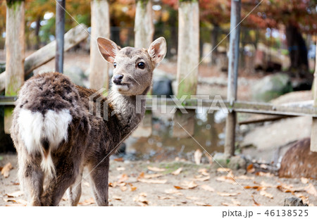 シカ 子鹿 バンビ 振り向くの写真素材