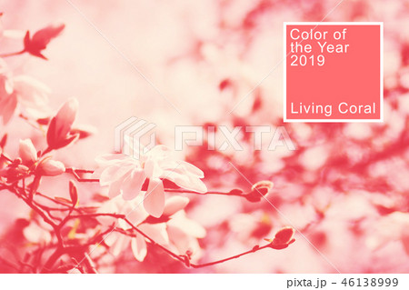Magnolia flowers toned in living coral. 46138999