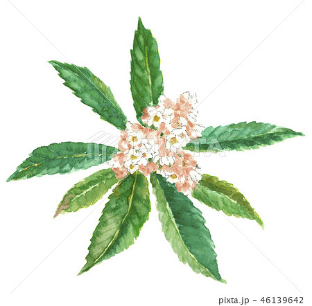 枇杷の木 葉と花と蕾 ビワ 素材 白背景 コピースペースあり 水彩イラスト のイラスト素材