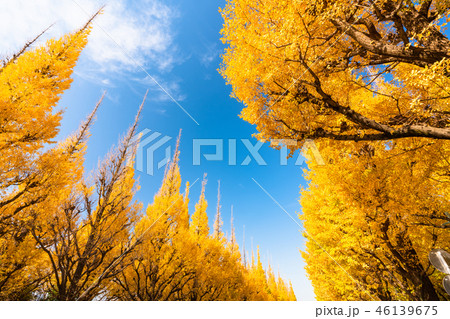 《東京都》イチョウ並木・神宮外苑 46139675