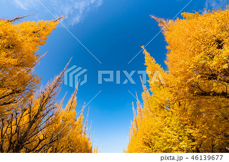 《東京都》イチョウ並木・神宮外苑 46139677