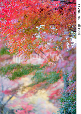 岩谷堂公園の紅葉 46140233
