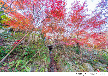 岩谷堂公園の紅葉 46140237