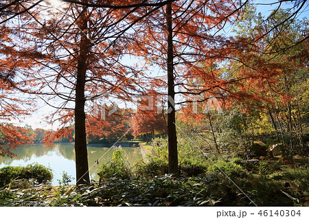 ラクウショウ紅葉 46140304