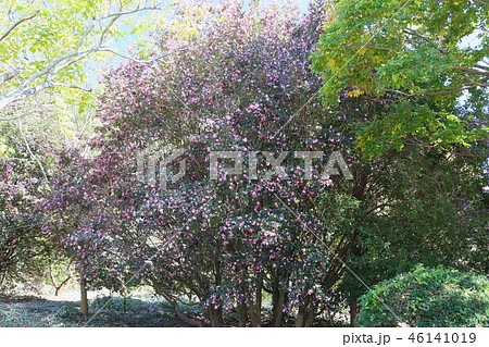 サザンカの花 46141019