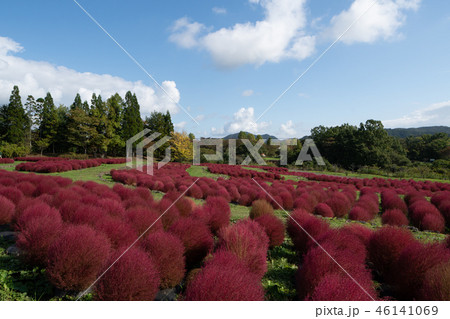 国営みちのく杜の湖畔公園　コキア 46141069