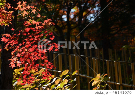 紅葉 紅葉 46141070