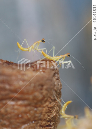 カマキリのタマゴ 46141352