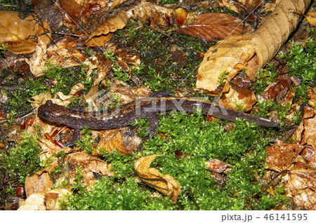 バンダイハコネサンショウウオ 成体 バンダイハコネサンショウウオ 成体 46141595