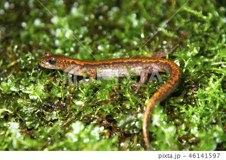 キタオウシュウサンショウウオ キタオウシュウサンショウウオ 46141597