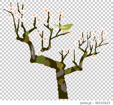 Shiraume Uguisu 46141625