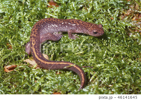 バンダイハコネサンショウウオ 成体 バンダイハコネサンショウウオ 成体 46141645