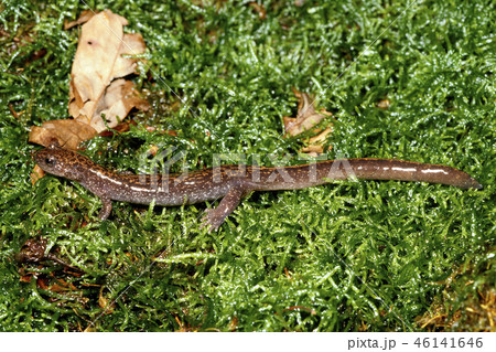 バンダイハコネサンショウウオ 成体 バンダイハコネサンショウウオ 成体 46141646