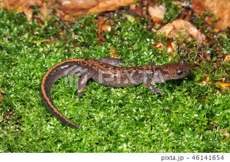 バンダイハコネサンショウウオ　成体 46141654