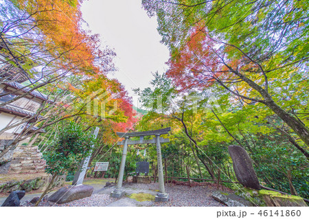 大矢田神社の紅葉 46141860