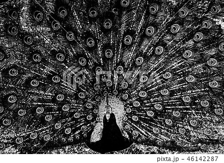 孔雀のイラスト素材 [46142287] - PIXTA
