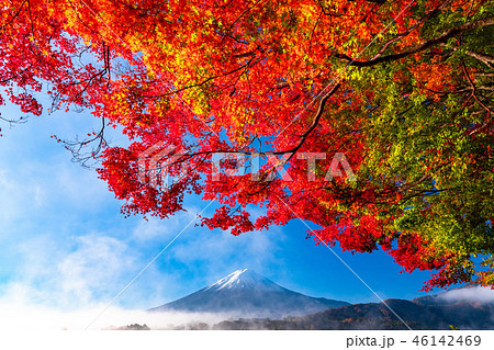 《山梨県》日本の秋・富士山と紅葉 46142469