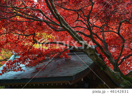 四国霊場82番札所根香寺紅葉11（高松市中山町） 46142631