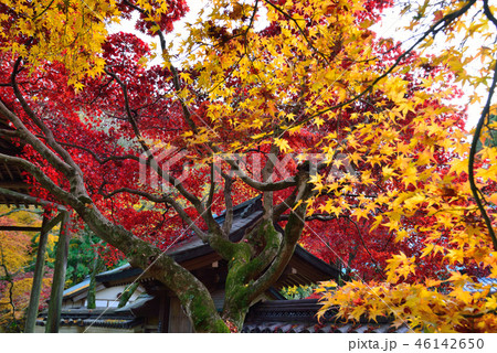 四国霊場82番札所根香寺紅葉22（高松市中山町） 46142650