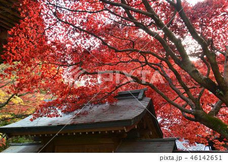 四国霊場82番札所根香寺紅葉23（高松市中山町） 46142651