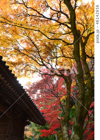 四国霊場82番札所根香寺山門紅葉28（高松市中山町） 46142656
