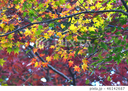金刀比羅宮裏参道紅葉16　（香川県金比羅さん） 46142687