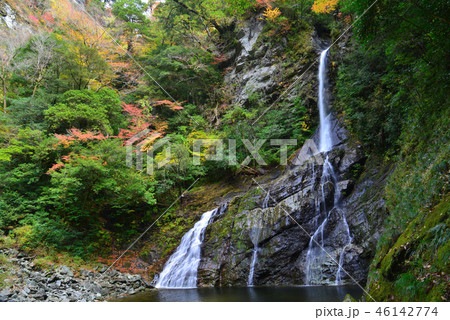 安居渓谷紅葉13　飛竜の滝ヨコ　（高知県吾川郡仁淀川町） 46142774