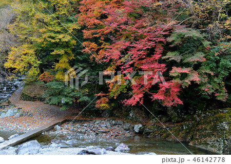 安居渓谷紅葉17 乙女河原と沈下橋 高知県吾川郡仁淀川町 の写真素材