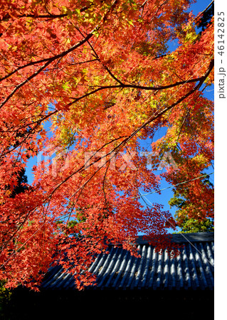 白峯寺紅葉2　（四国霊場81番札所　香川県坂出市） 46142825