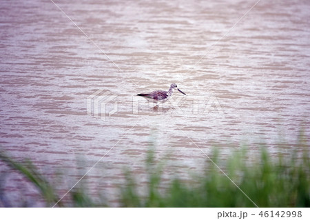 アオアシシギ 46142998