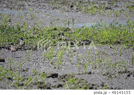 ムナグロ 46143155