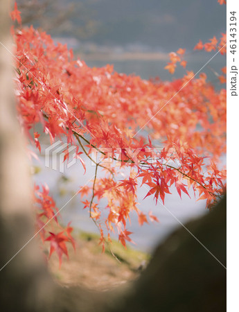 autumn（fall） leaves 紅葉の写真素材 [46143194] - PIXTA