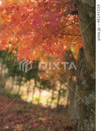 autumn（fall） leaves　紅葉 46143319